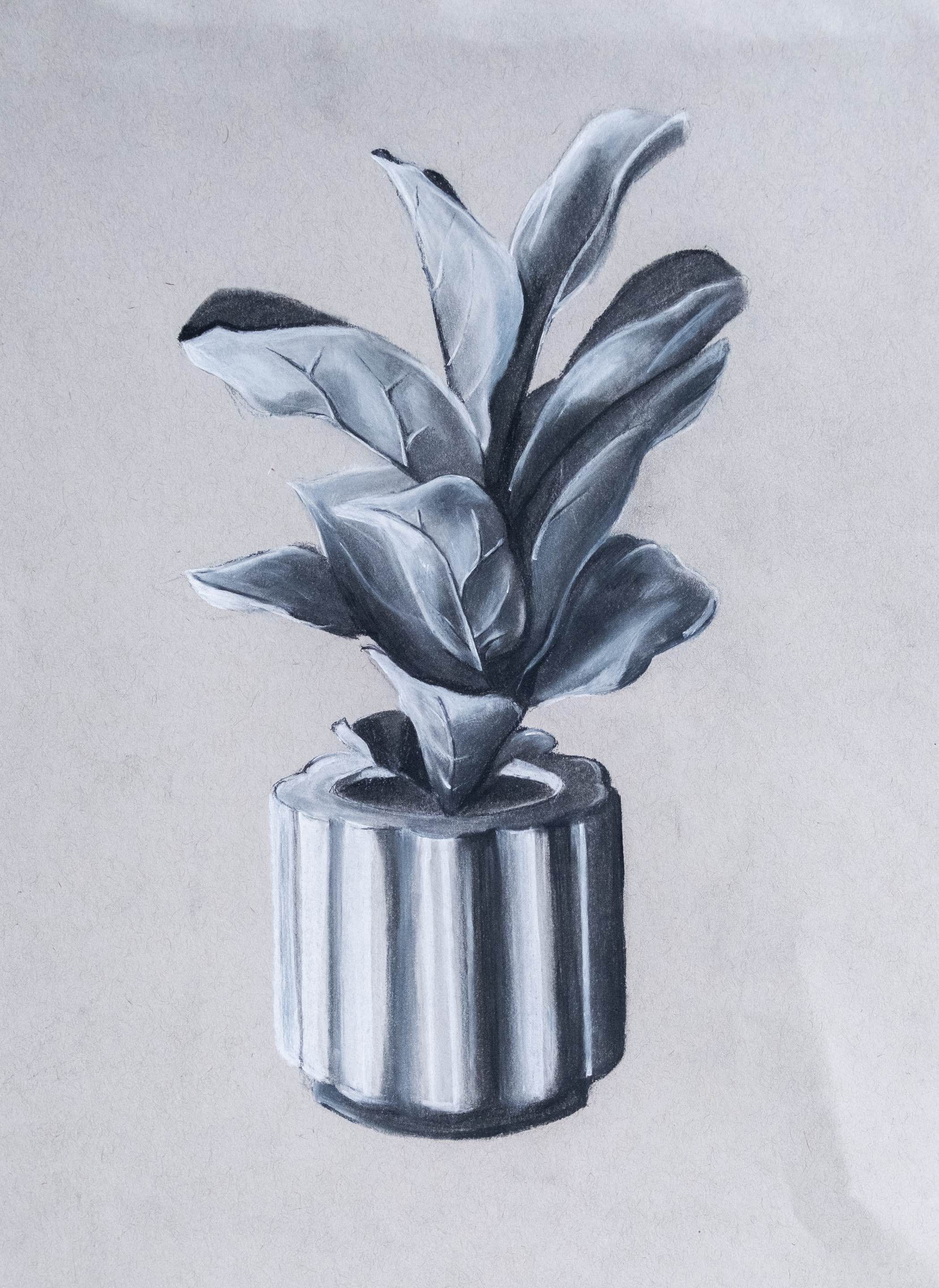 Black and white charcoal drawing of a leafy plant in a striped cylindrical pot on grey paper.